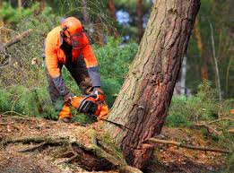 Best Tree Cabling and Bracing  in Meridianville, AL